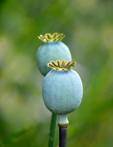 summer capsule wardrobe