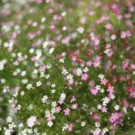 certification guides