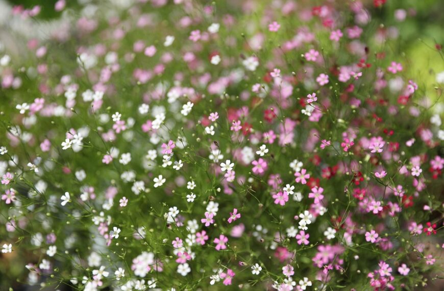 certification guides