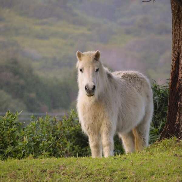 petite dresses guide