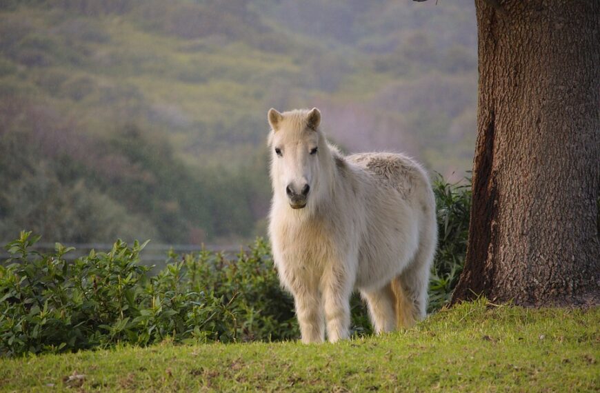 petite dresses guide